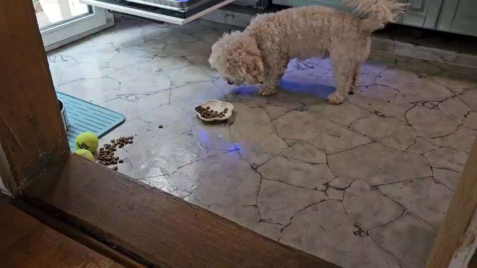 My dog has problems eating-Beitrag-Bild