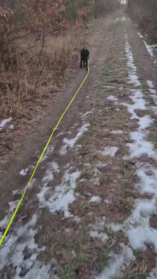 Impulskontrollübung 67: Laufbilder mit dem Hund 📸-Beitrag-Bild