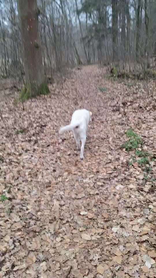 Arthrose, Librela - Injektionen-Beitrag-Bild