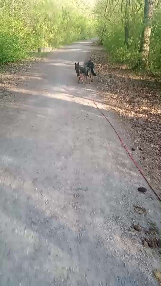 TierschutzhundeStammtisch🐕-Beitrag-Bild