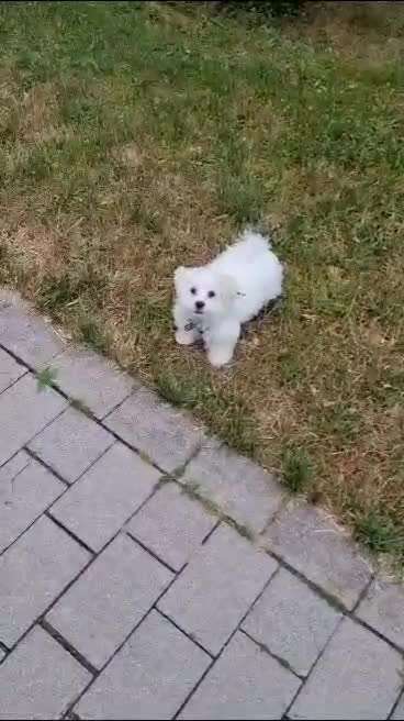 Handy Video Challenge Nr. 39- Bellen u.s.w.-Beitrag-Bild