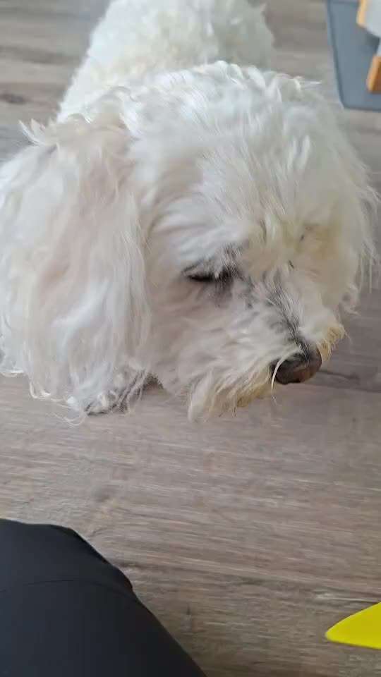 Trickchallenge Nr. 85   ,,Schau rein,,-Beitrag-Bild