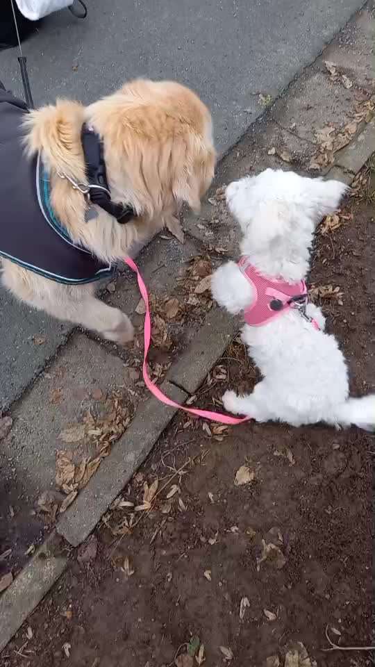 Aufdringliches Verhalten-Beitrag-Bild