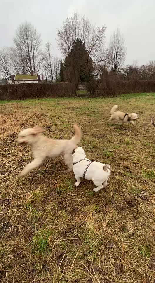 Brachycephale Hunderassen-Beitrag-Bild