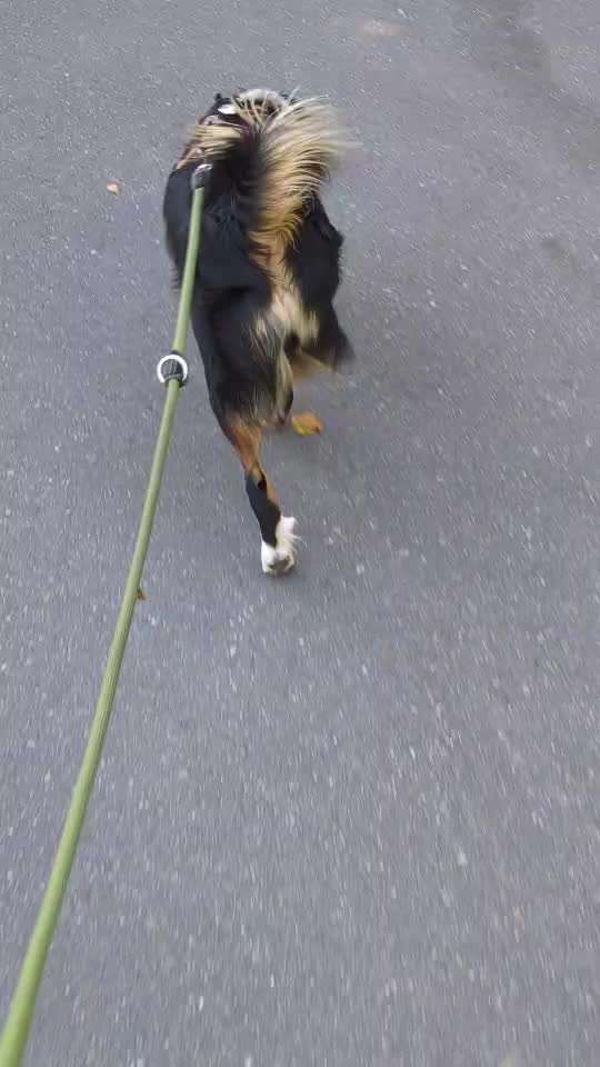 Gangbild/-analyse-Beitrag-Bild