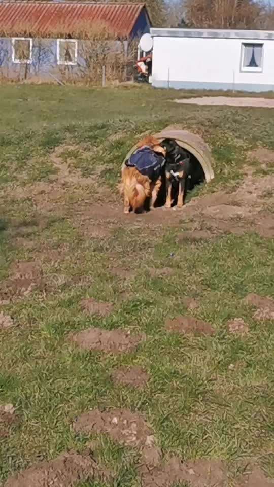 Tierschutzhunde suchen ein Zuhause-Beitrag-Bild