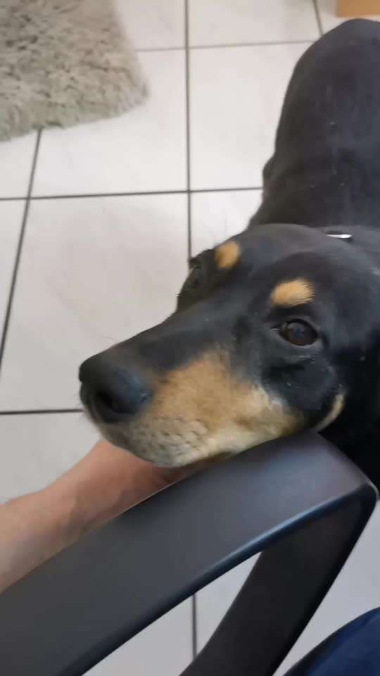 Tierschutzhunde suchen ein Zuhause-Beitrag-Bild