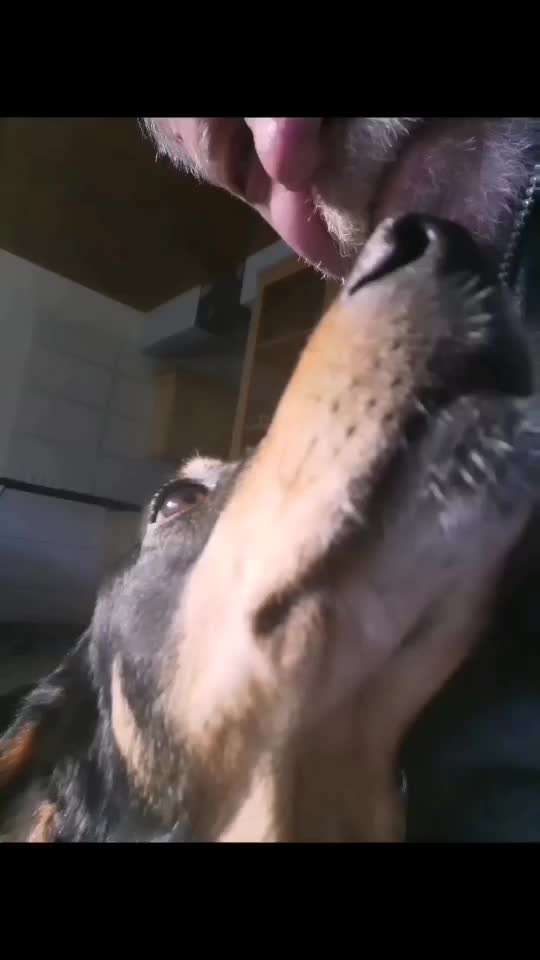 Tierschutzhunde suchen ein Zuhause-Beitrag-Bild