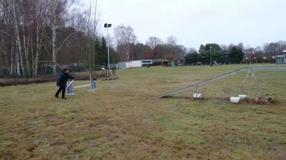 Gibt es Agility Fans unter uns ?-Beitrag-Bild