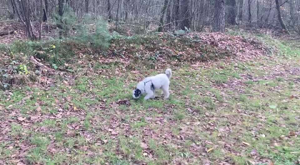 Gibts hier Mioritic Besitzer?-Beitrag-Bild