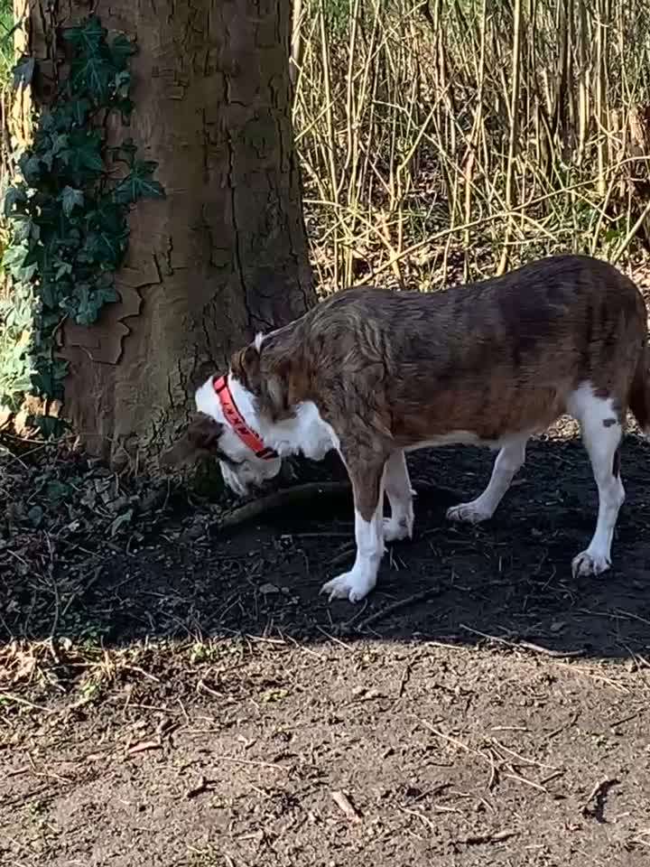 Wie kamst du zu deinem Hund?-Beitrag-Bild