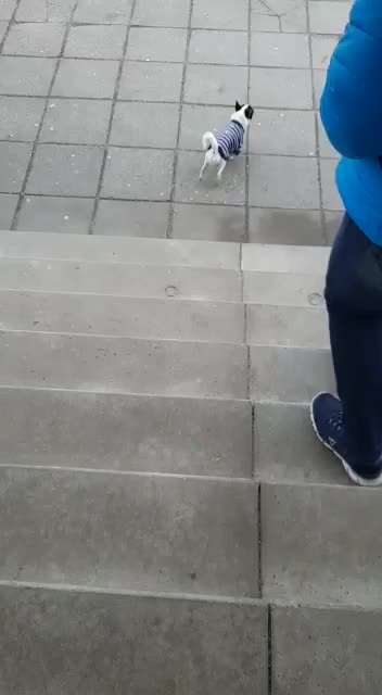 Radfahren mit Hund-Beitrag-Bild