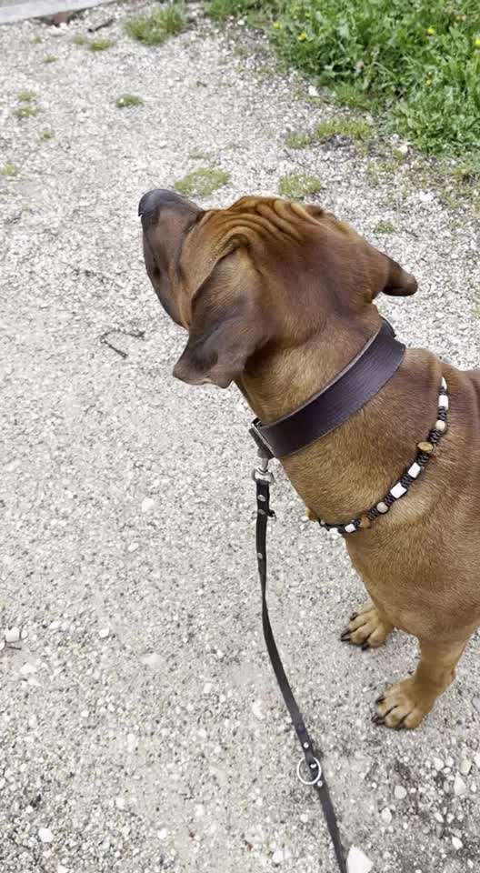 Rhodesian Ridgeback-Beitrag-Bild