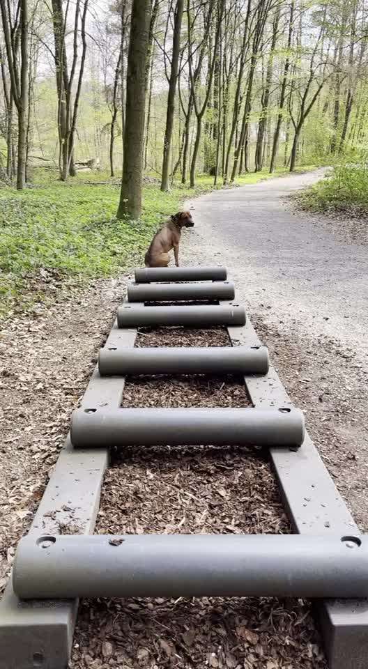 Rhodesian Ridgeback-Beitrag-Bild