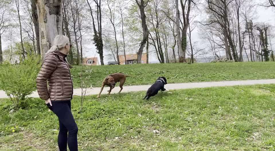 Rhodesian Ridgeback-Beitrag-Bild