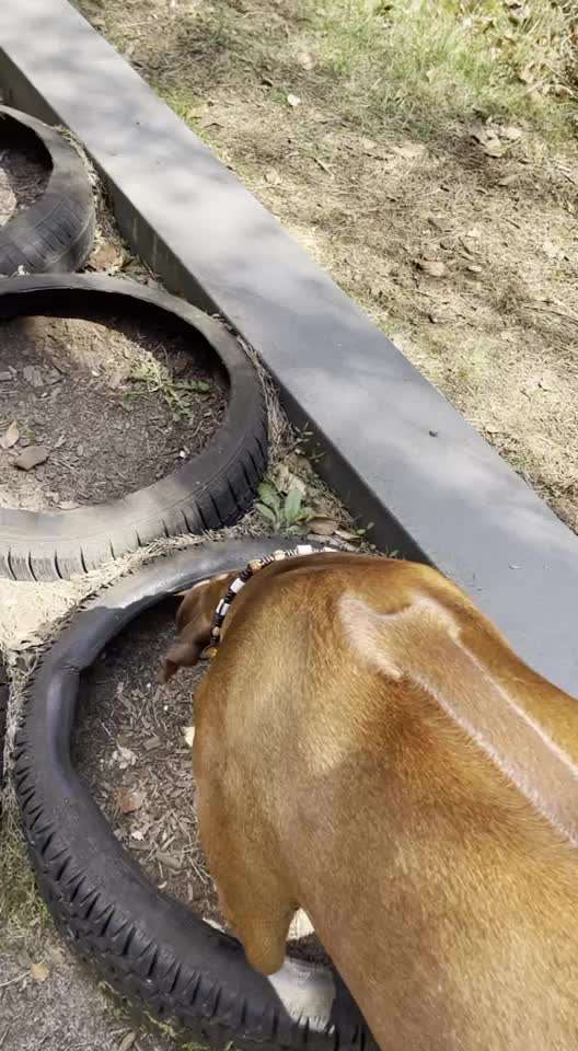 Rhodesian Ridgeback-Beitrag-Bild