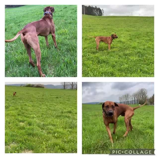 Rhodesian Ridgeback-Beitrag-Bild