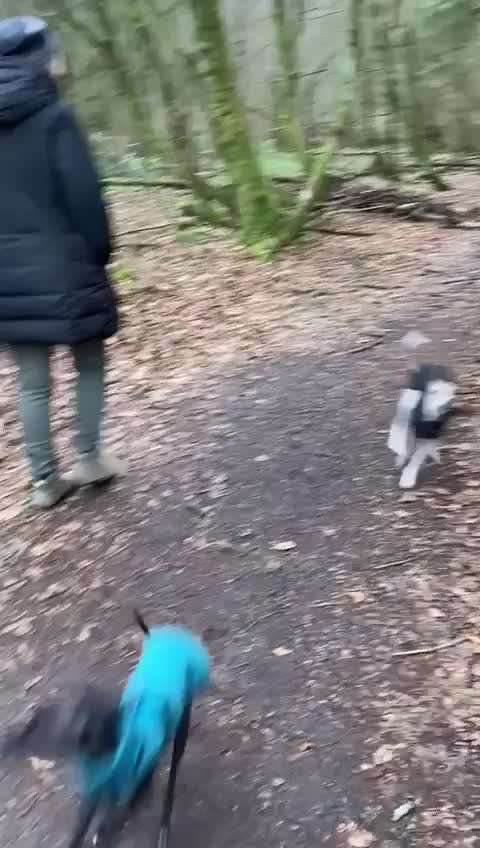 Die wunderschöne Welt mit Hund.-Beitrag-Bild