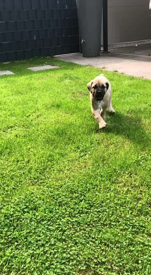 Welpen Bilder !-Beitrag-Bild