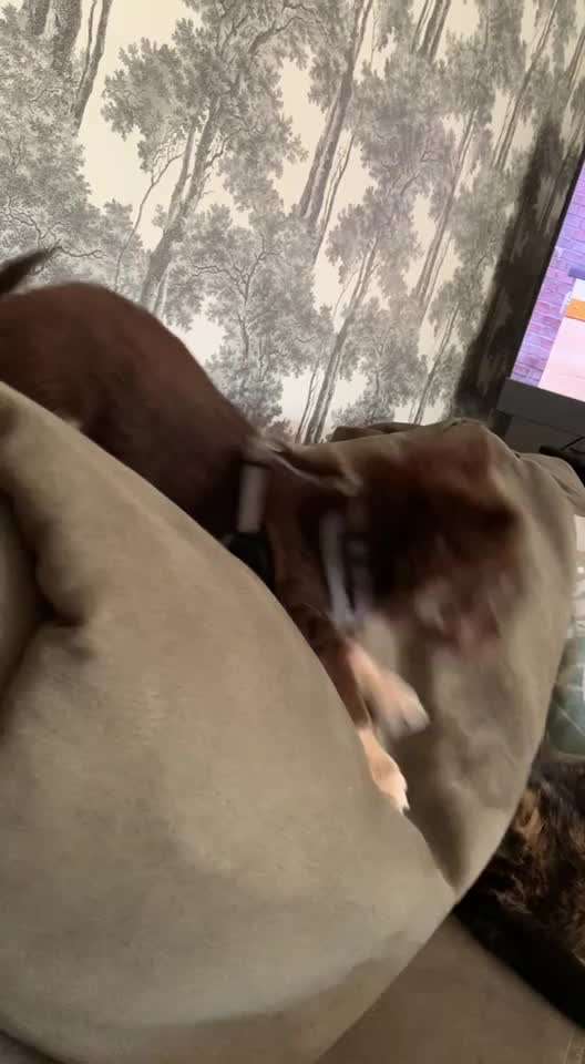 Handy Video Challenge Nr. 39- Bellen u.s.w.-Beitrag-Bild