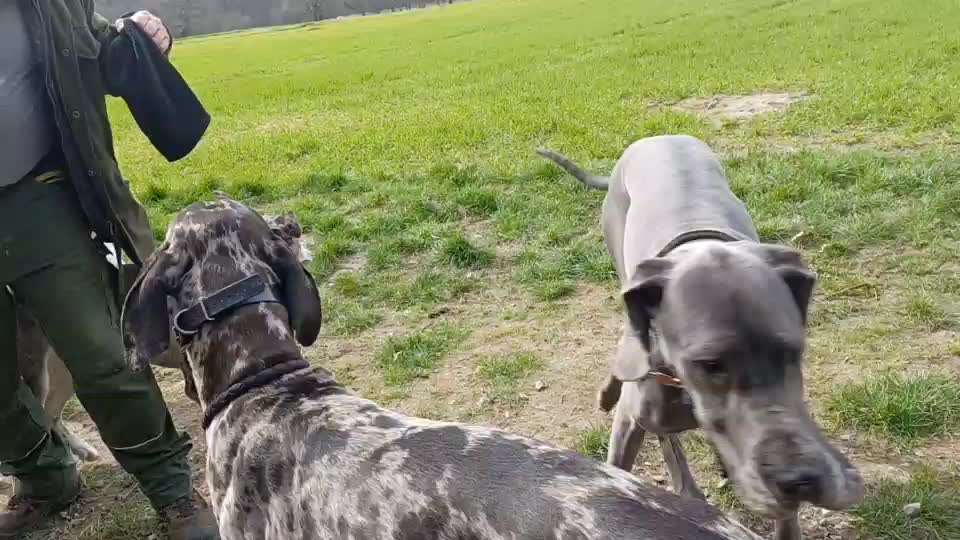 Deutsche Doggen Besitzer zeigt euch-Beitrag-Bild