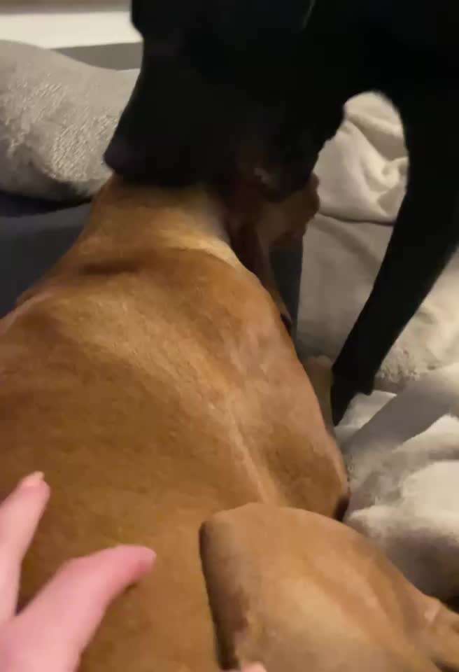 Hündin beißt anderen Hunden in den Hals-Beitrag-Bild
