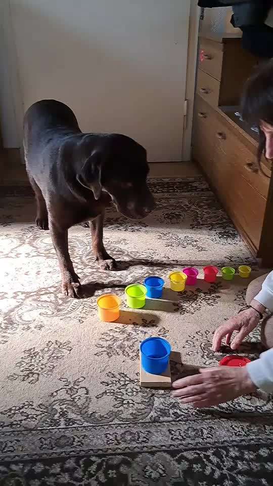 43.Gemeinsames Tricktraining: Becher stapeln-Beitrag-Bild