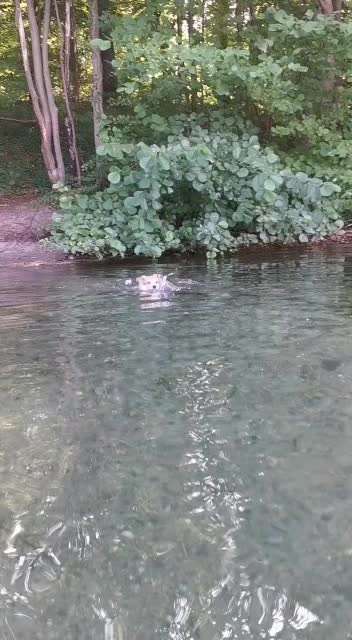 Unsere Fellnasen im Regenbogenland-Beitrag-Bild