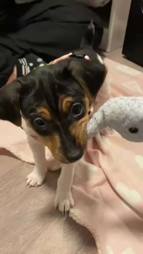 Welpen Bilder !-Beitrag-Bild