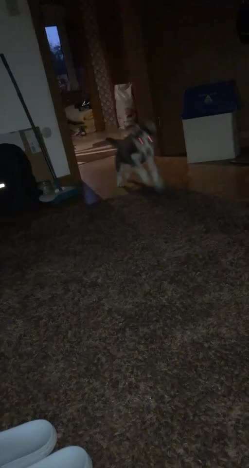 Welpen Bilder !-Beitrag-Bild