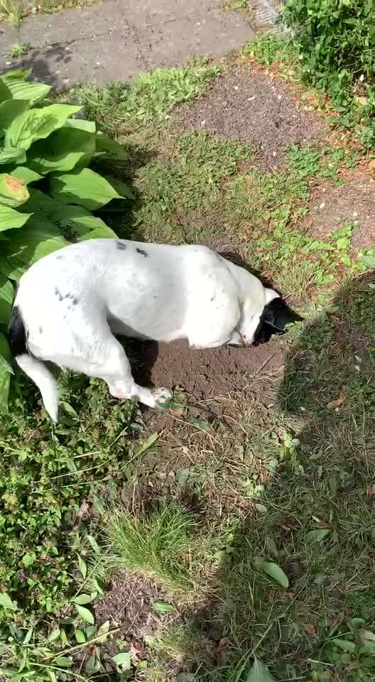 Foto's und Hundemodels-Beitrag-Bild