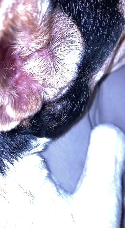 Knuppel an der Seite-Beitrag-Bild