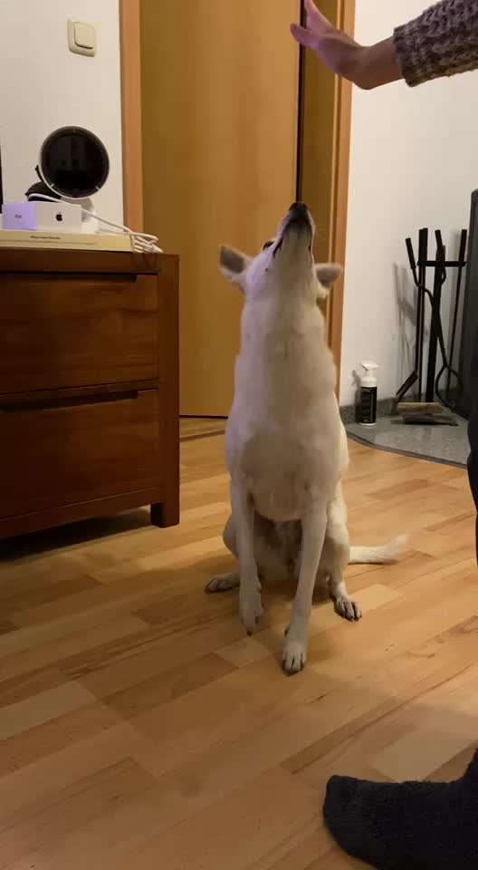 Impulskontrolle-Challenge Nr. 1: 10 Leckerli Spiel-Beitrag-Bild