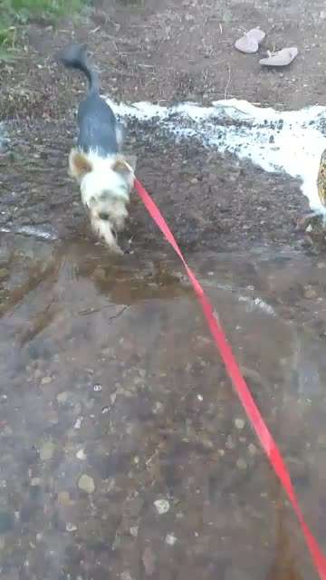 Wie kann man den Hund motivieren?-Beitrag-Bild