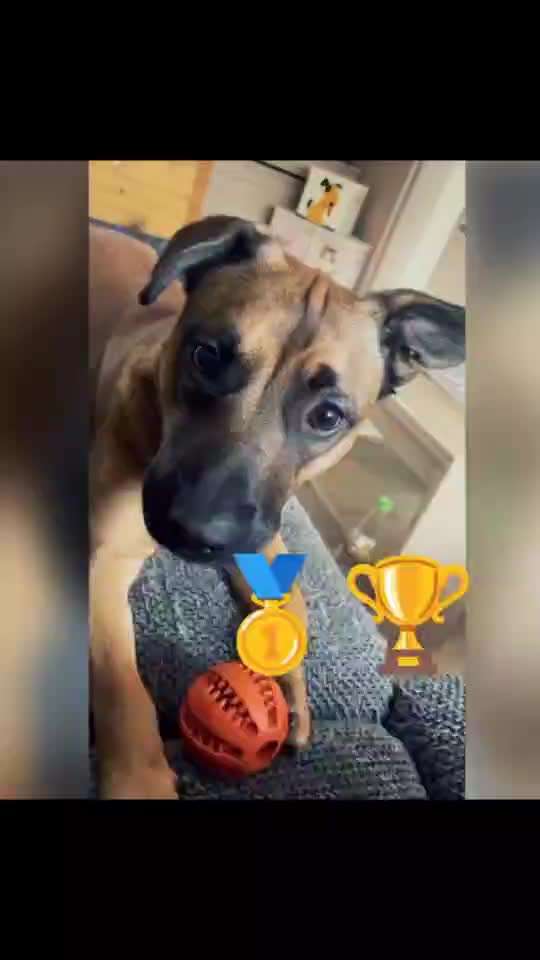 55. Video Challange: lustiges Video/Lieblingsvideo-Beitrag-Bild