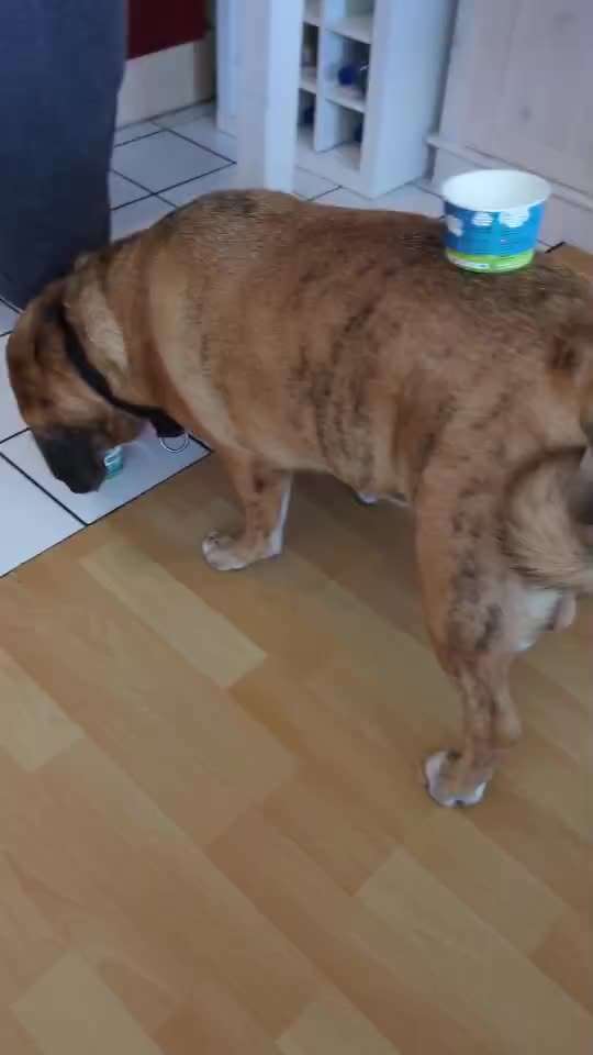 Impulskontrollübung 68: Etwas auf dem Kopf/Schnauze Balancieren-Beitrag-Bild