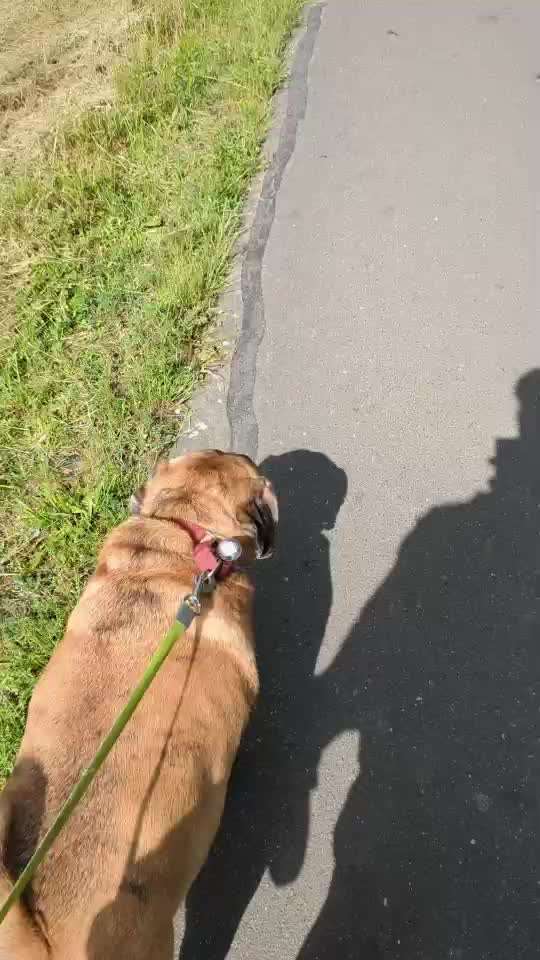 Nr. 71 - Leinenführigkeit (Impulskontrollübung)-Beitrag-Bild