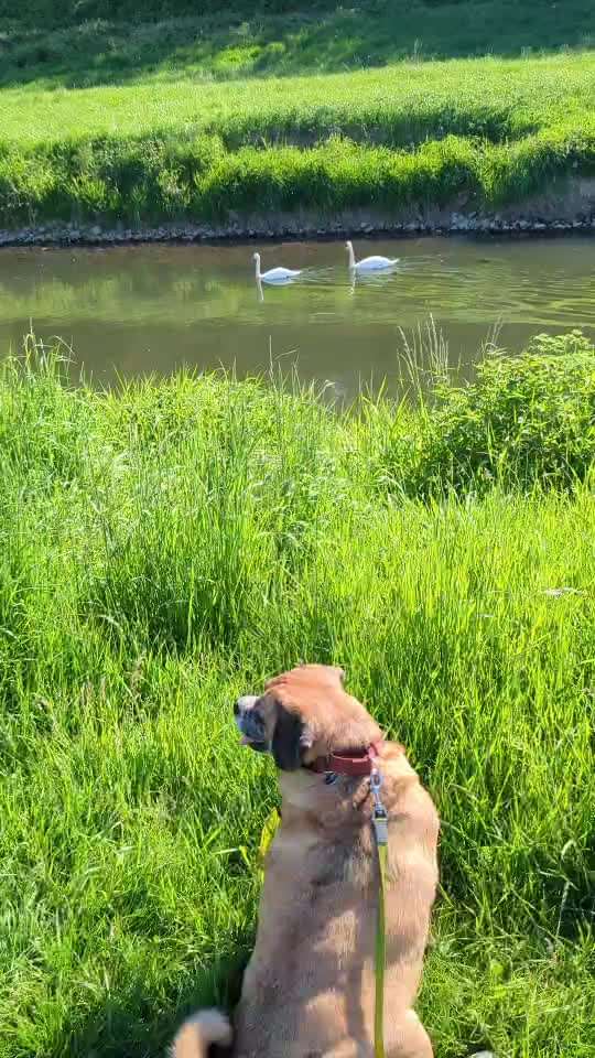 57. Impulskontrollchallenge (Zweiter Anlauf): Tiere beobachten-Beitrag-Bild