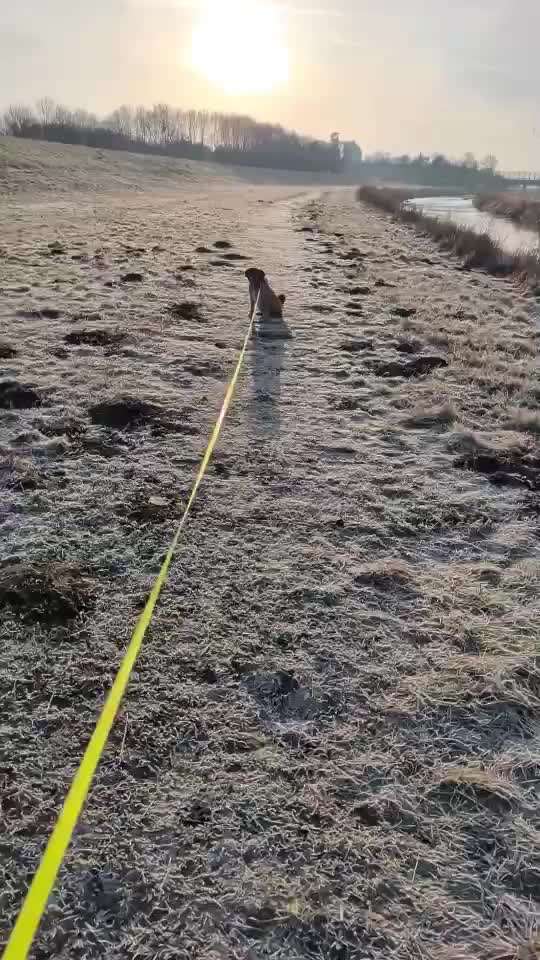 Impulskontrollübung 67: Laufbilder mit dem Hund 📸-Beitrag-Bild
