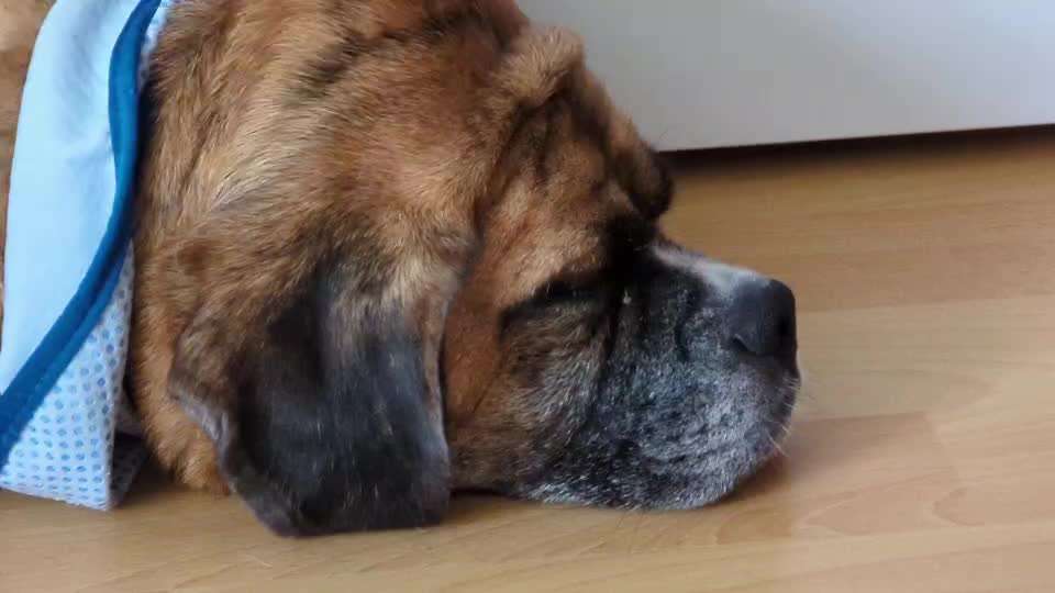 40. Handy Video Challenge - Im Land der Träume-Beitrag-Bild