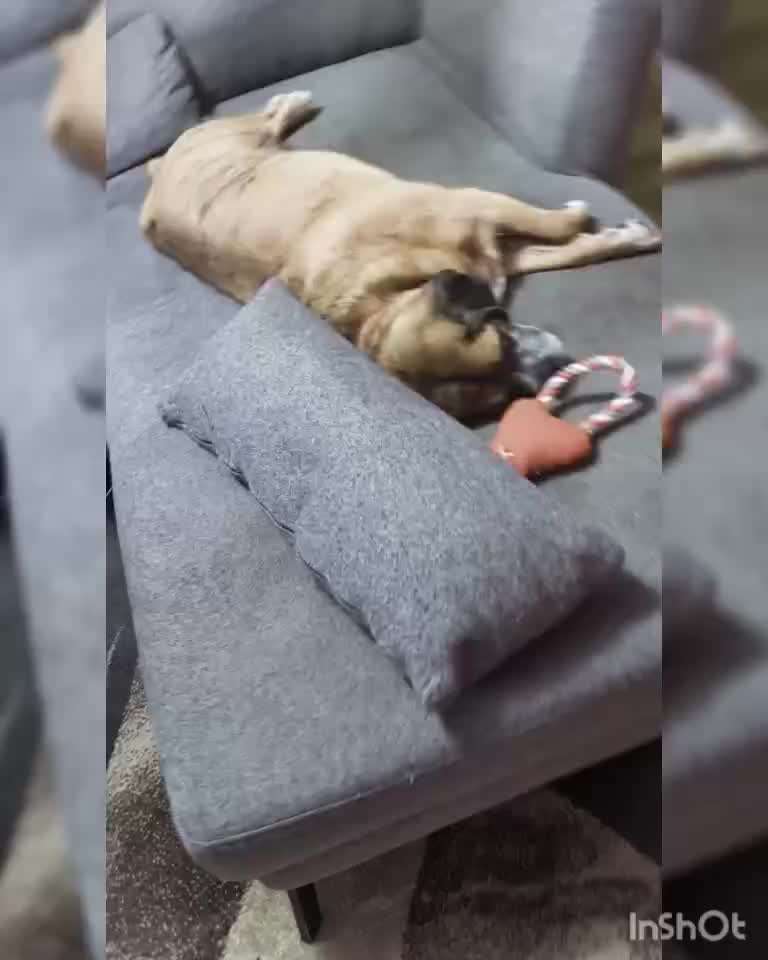 74. Gemeinsame Impulskontrollübung: Gassi ohne Hund-Beitrag-Bild