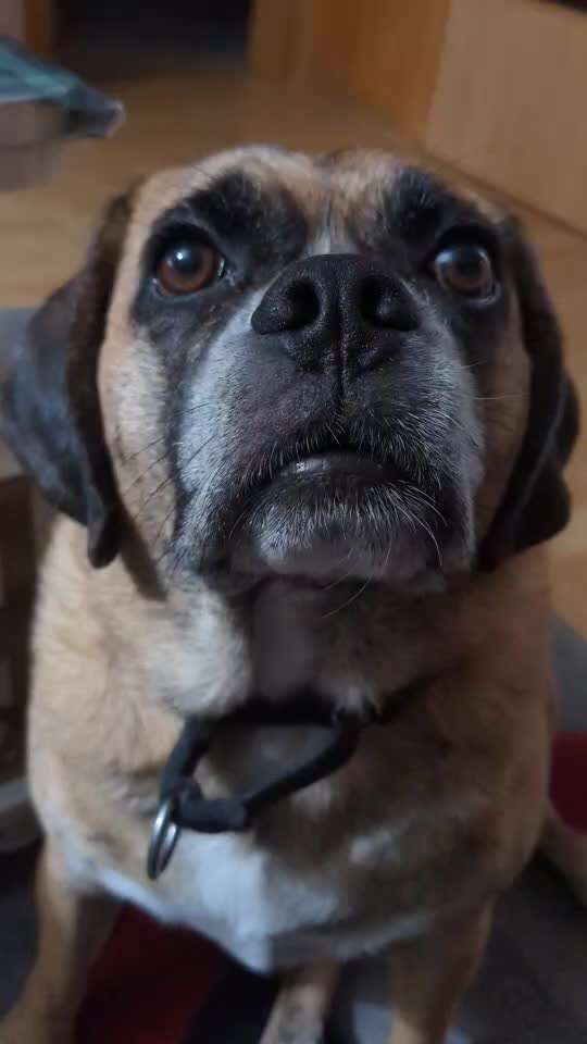 Dogorama Photo Challenge- Aufmerksamkeit bitte!-Beitrag-Bild