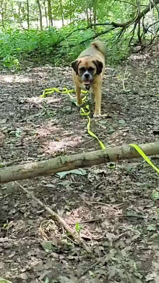 Handy Video Challenge Nr. 38 - Drüber springen-Beitrag-Bild