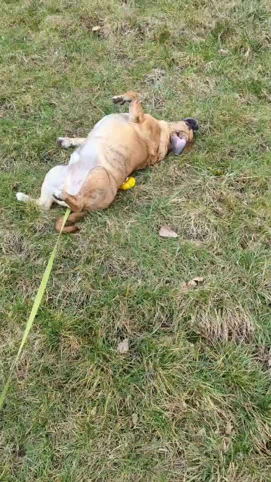 Handy Video Challenge Nr. 37 - "Dein Hund auf der Wiese"-Beitrag-Bild