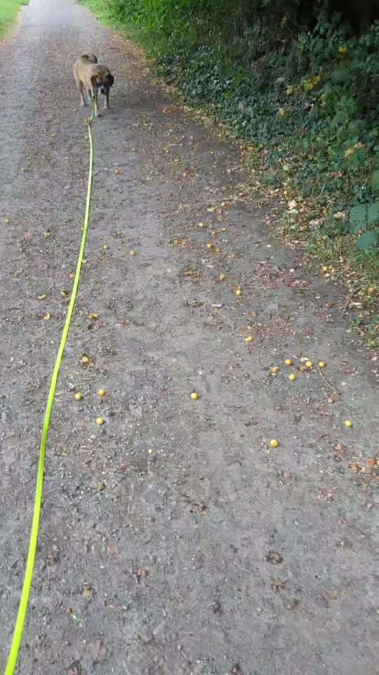 58.Impulskontrollchallenge " Geduld haben !"-Beitrag-Bild