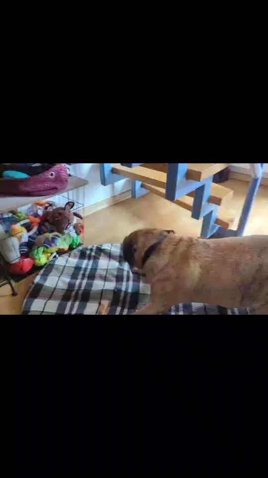 55. Video Challange: lustiges Video/Lieblingsvideo-Beitrag-Bild