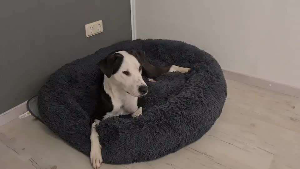 Hund aus dem Spanischen Tierschutz-Beitrag-Bild