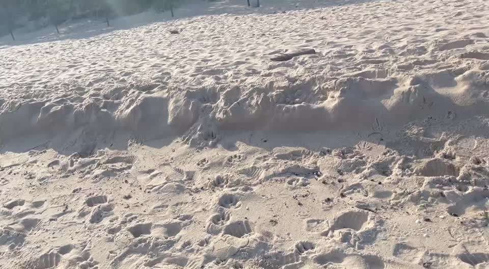 Rhodesian Ridgeback-Beitrag-Bild