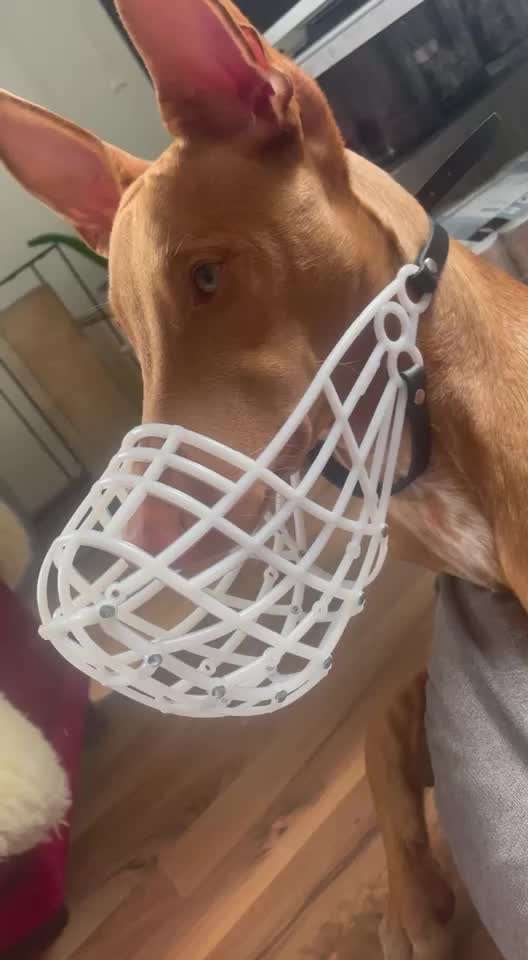 Wie sitzt mein Maulkorb / Maulkorb-Beratung-Beitrag-Bild