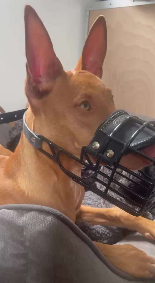 Wie sitzt mein Maulkorb / Maulkorb-Beratung-Beitrag-Bild